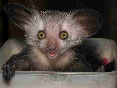 What a weird puppet animal creature for funny pictures, not so funny though.